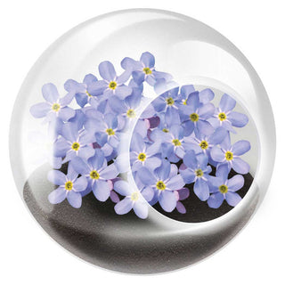 Tiny Terrarium Flowering Plants - Fabulous Forget-Me-Not