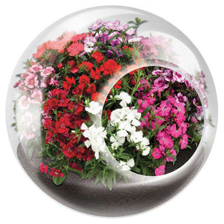 Tiny Terrarium Flowering Plants - Perfect Pinks