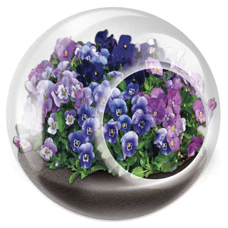 Tiny Terrarium Flowering Plants - Vivacious Violets